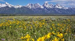 Teton Wildflowers